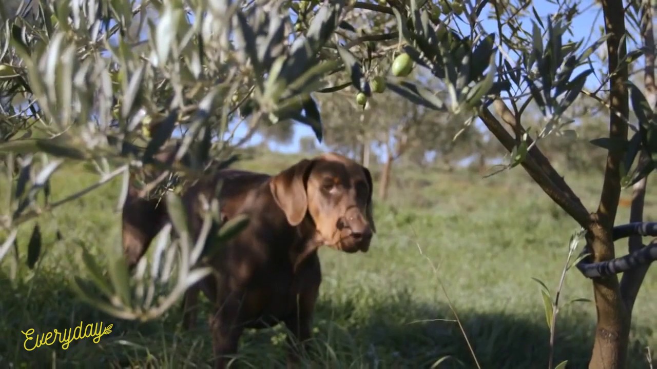 The passionate foodie behind ALTO Olives