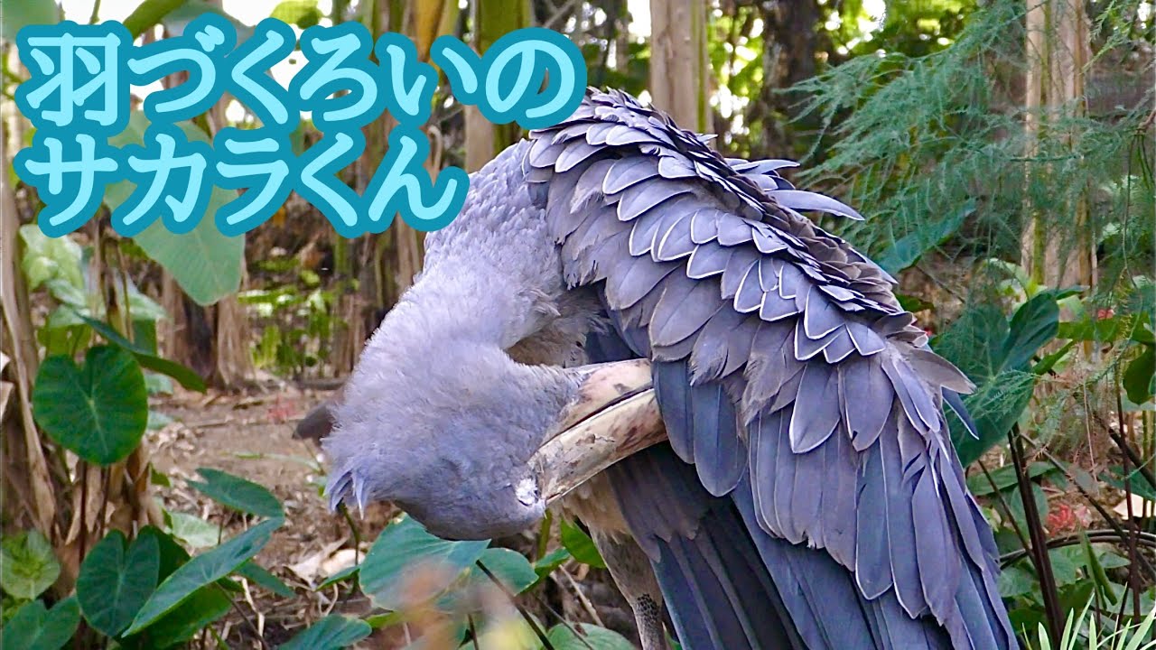 ハシビロコウ　サカラくん　羽づくろいは念入りです【神戸どうぶつ王国】Shoebill Sakara-kun Kobe Animal Kingdom 
