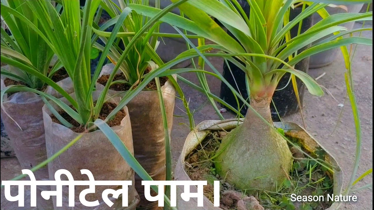 Ponytail plant / Nolina palm how to grow from cutting