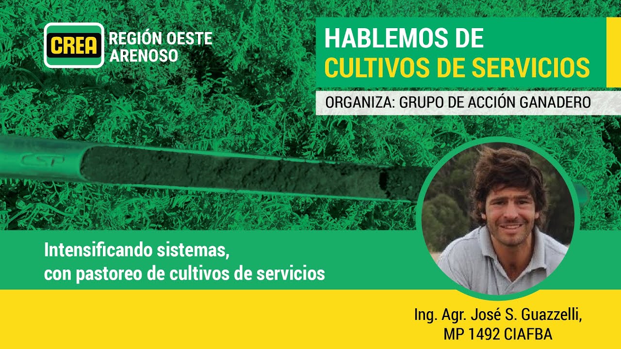 Intensificando sistemas, con pastoreo de cultivos de servicios