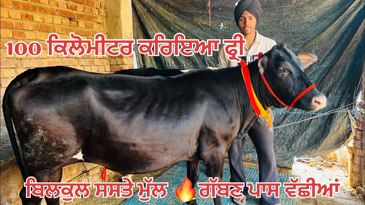 2 ਗੱਬਣ ਪਾਸ-2 ਖਾਲੀ ਵੱਛੀਆਂ ਵਿਕਾਉ-4 heifer for sale 