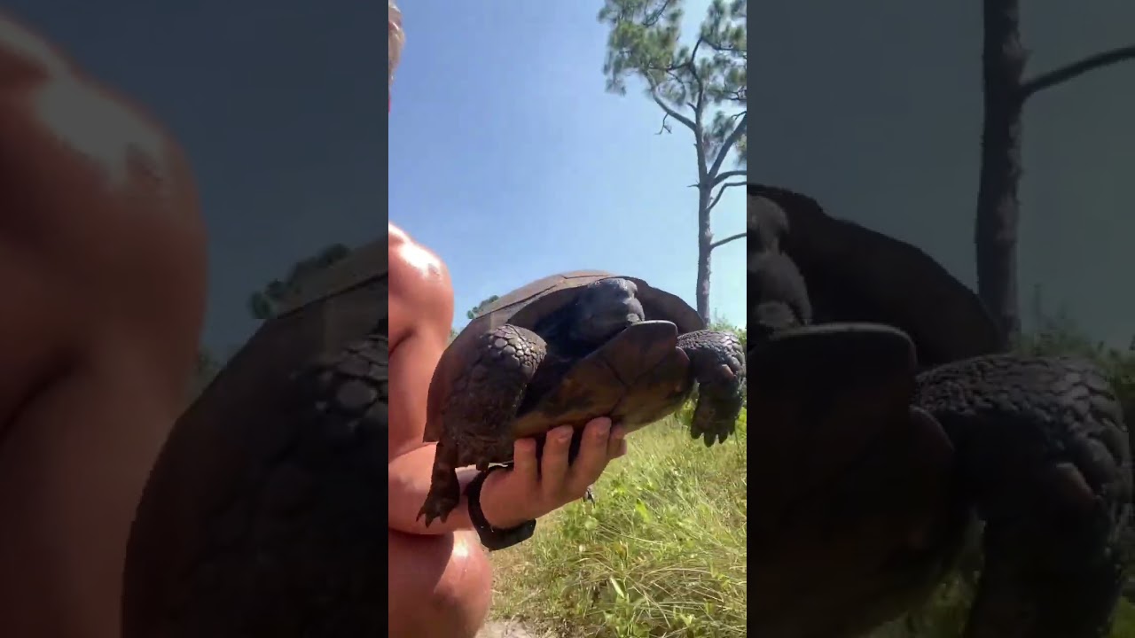 4 Tortoises in 4 Minutes! Check out these Florida Gophers! #animals #tortoise #florida #nature #