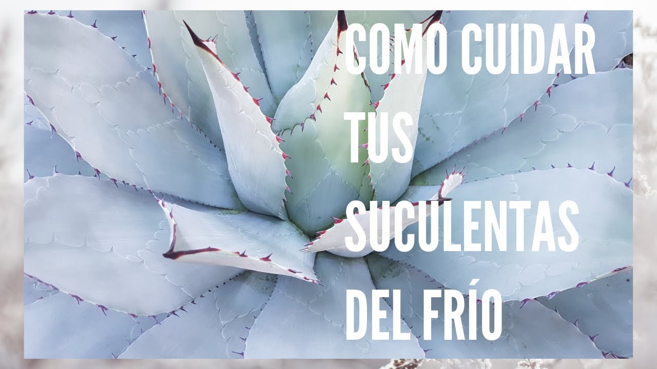 Cómo cuidar las suculentas del frío | Un día en el jardín