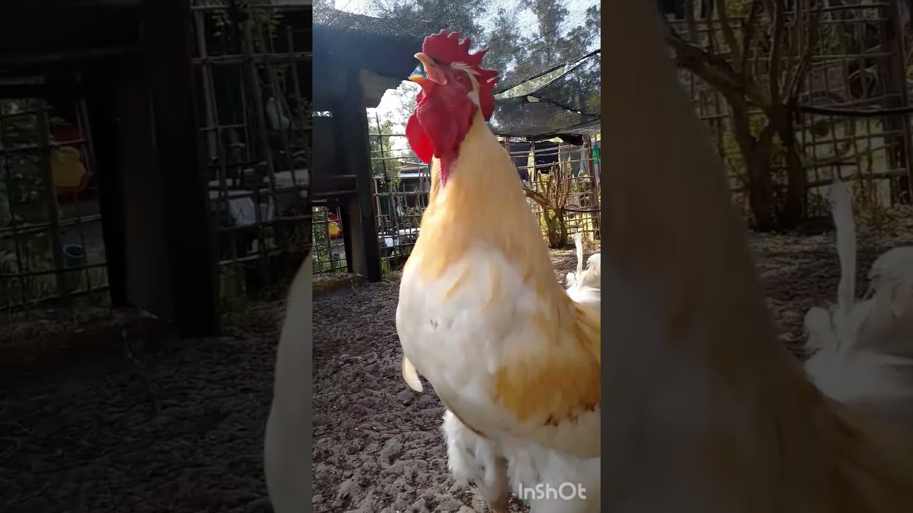 El Bello Canto Del 