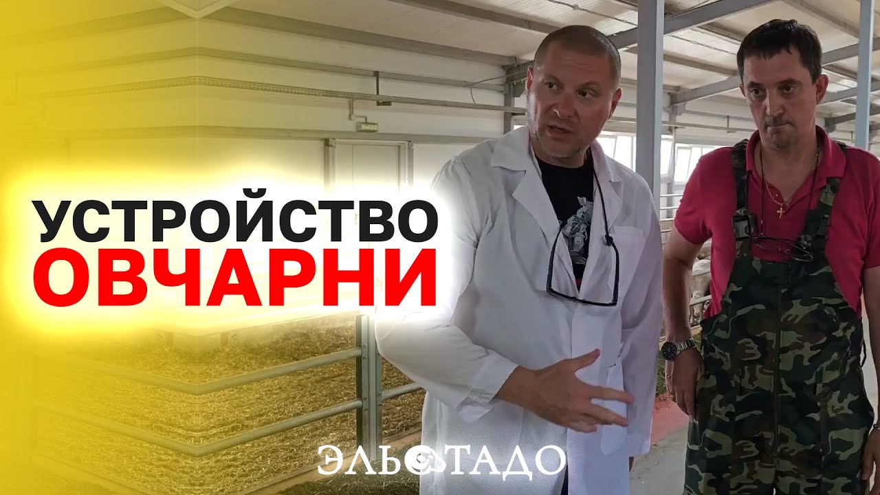 Комплекс молочного овцеводства! Овцы Лакон - молочное производство! Самара КФХ 