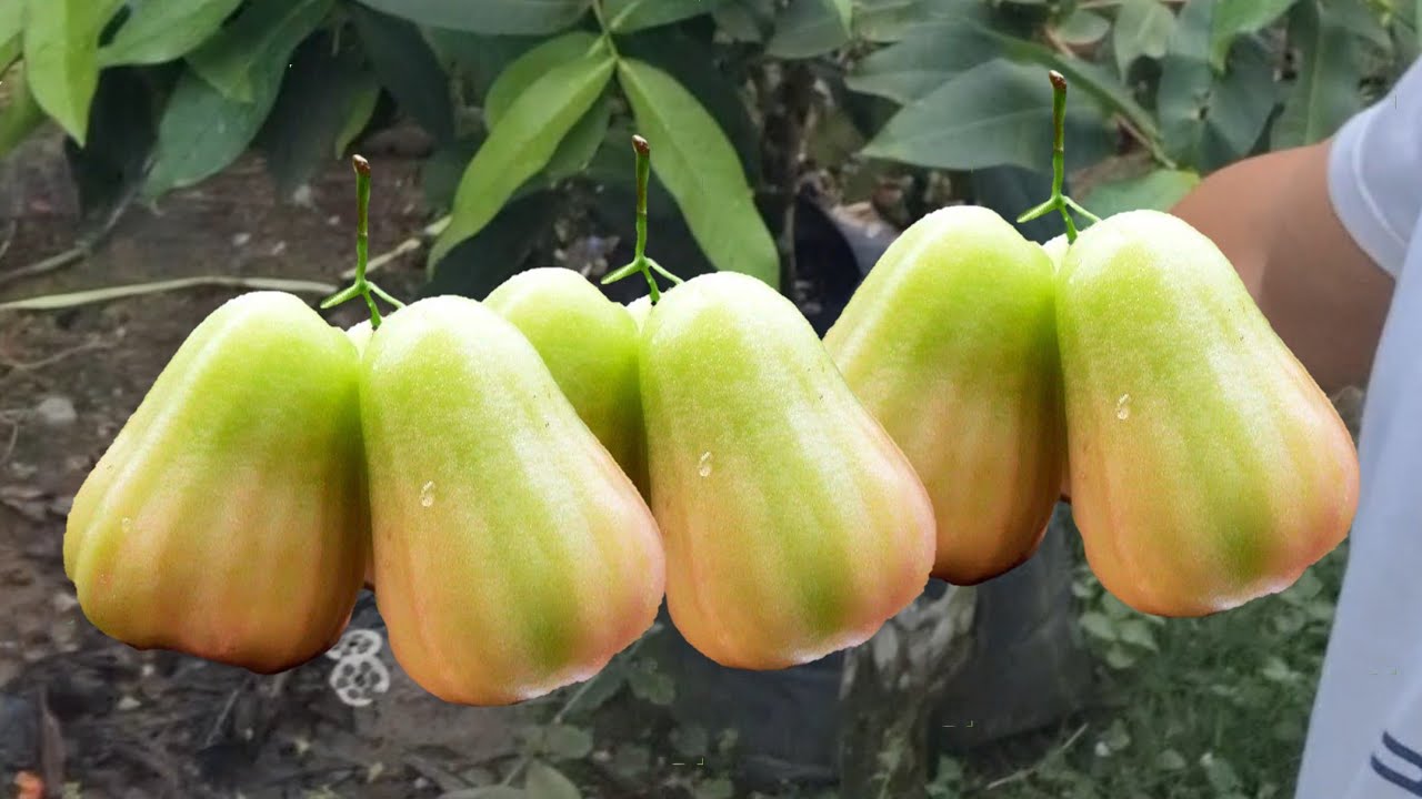 PERAWATAN JAMBU AIR HINGGA PEMBUAHAN