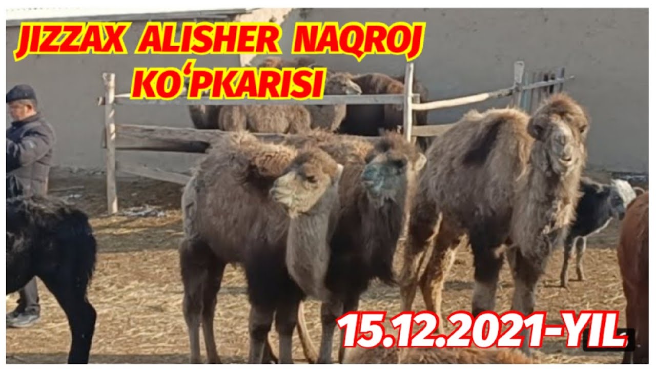 JIZZAX GʻALLAOROL ALISHER NAQROJ  KOʻPKARISI 15-dekabr, 2021