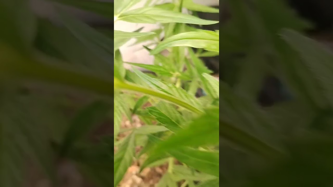 my Afghan Kush has to be my favorite auto so far