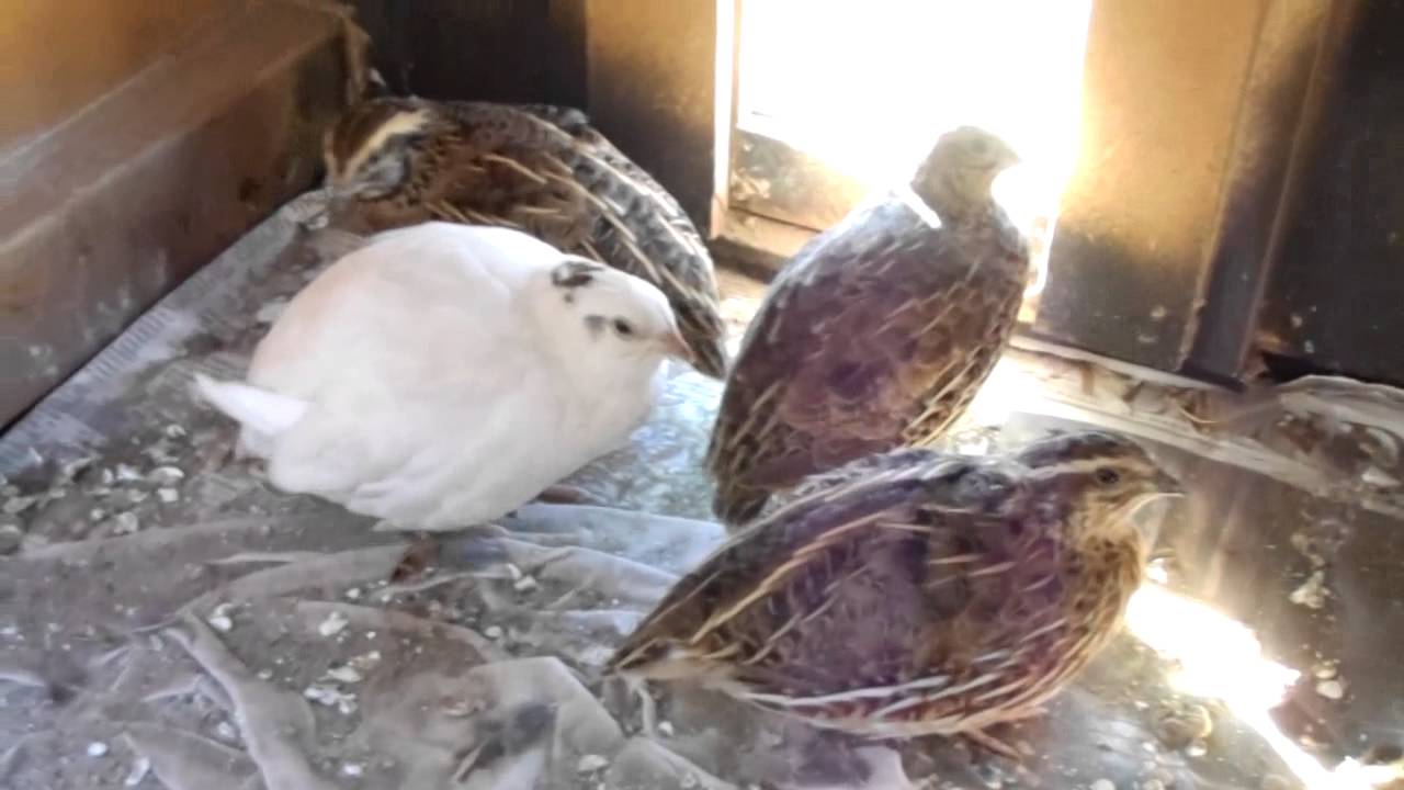 Coturnix Quail Nesting Box