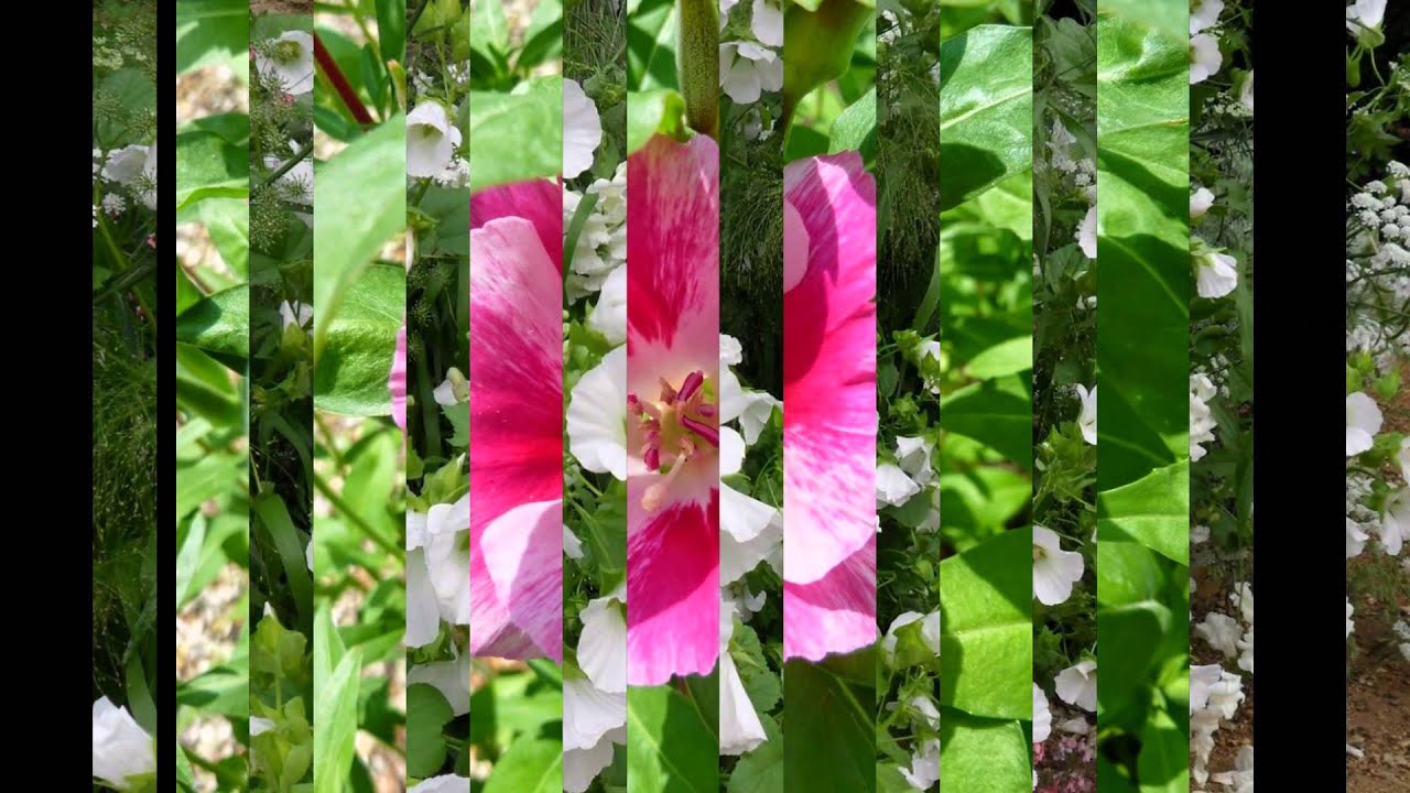 МАЛОПА,  или  ДЫРАВКА  (MALOPE)  сем. Мальвовые