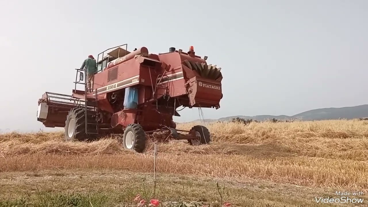 Inizio mietitura avena 2k24