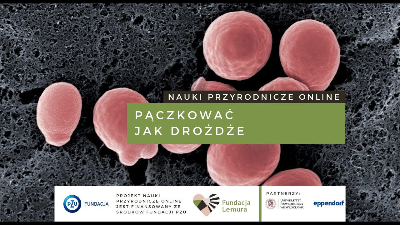 Pączkować jak drożdże