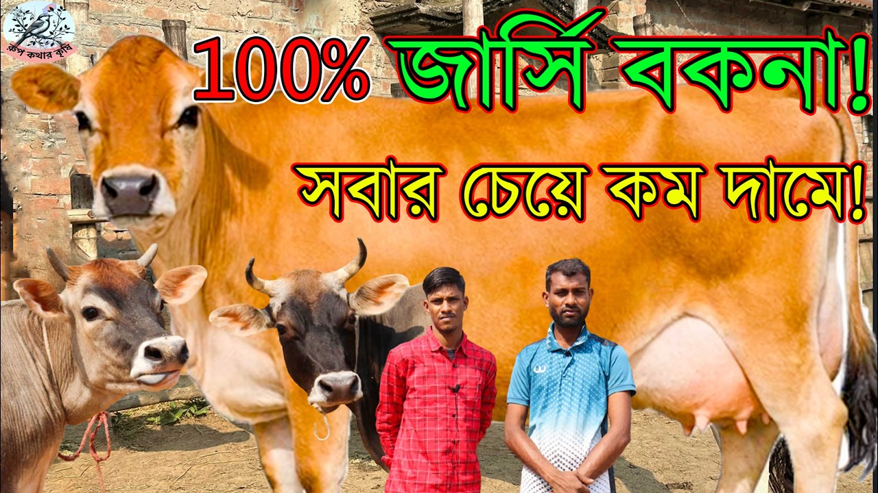 এক জোড়া বাঘাবাড়ী মিল্ক-ভিটারে জার্সি গাভী।এবং একটি রেডি প্রেগন্যান্ট বকনা।৪২০ এ জার্সি গাভী  বকনা।