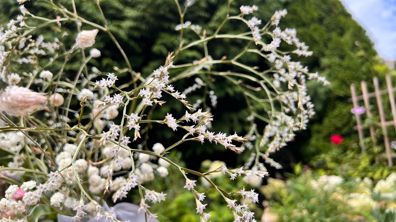 #garden 干花鲜花两相宜勿忘我 #德国星辰花/#flowers #German statice #limonium /