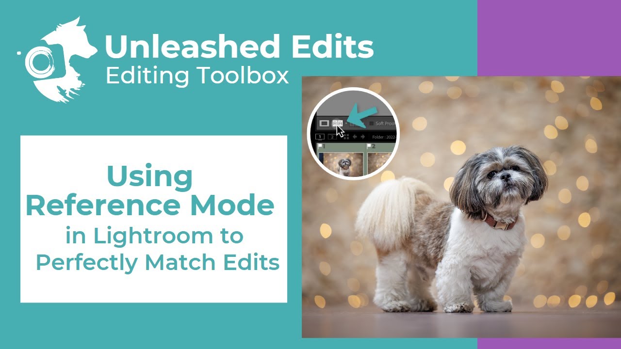 Using Reference Mode in Lightroom to Perfectly Match Edits - Dog Photography Editing