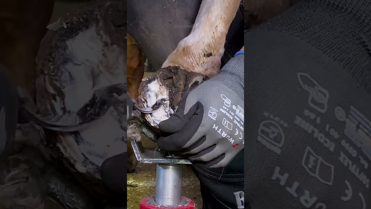 Farrier giving horse a quick hoof trim