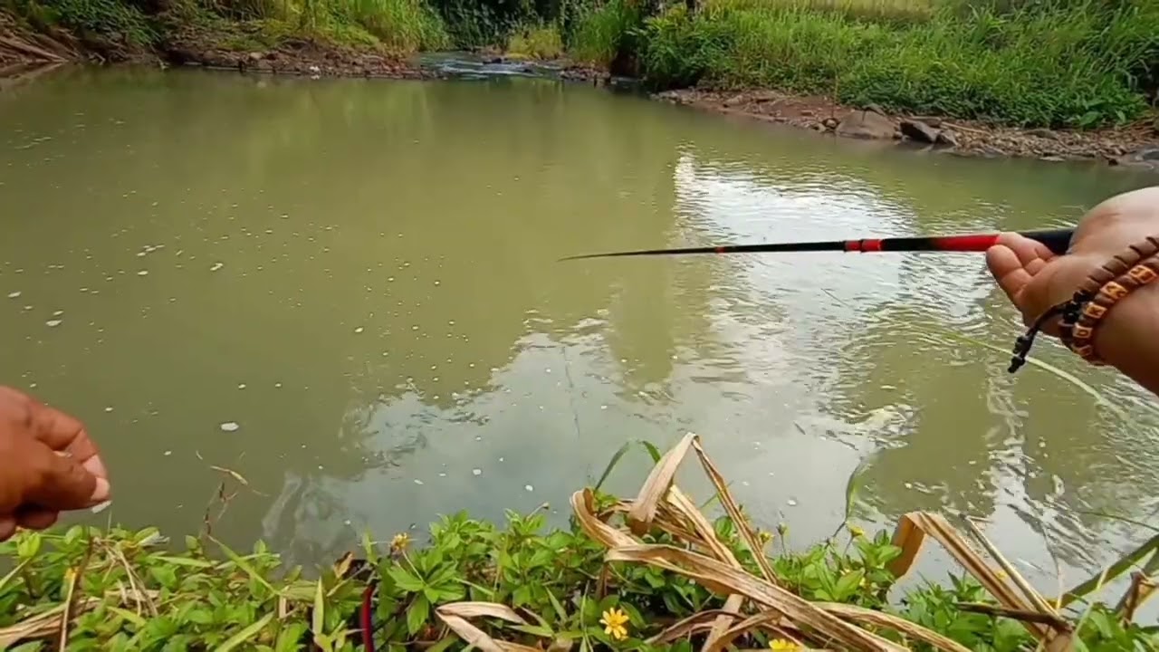 Strike Bertubi-tubi || Mancing melem teknik nutul spot dung Bundeng