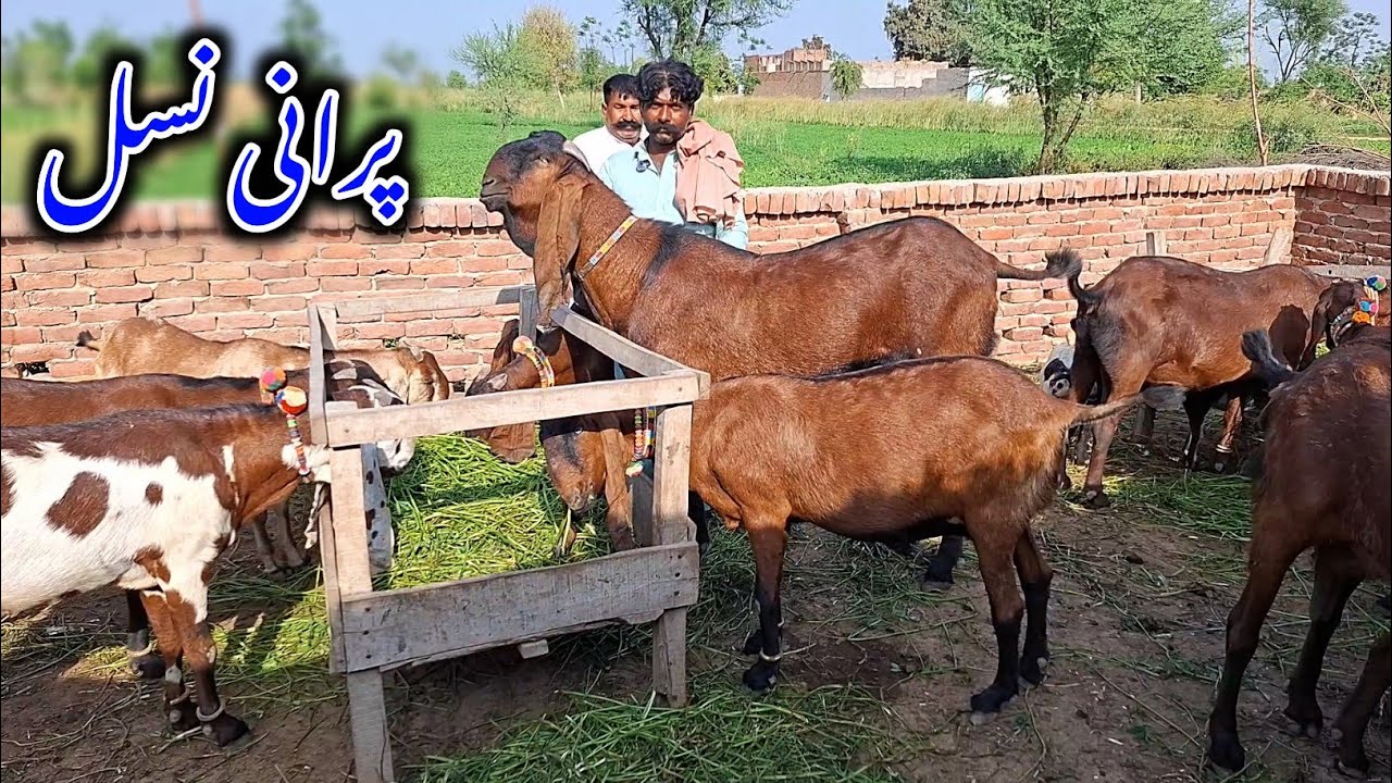Original Nagra Beetal Goats Near Ravi River - Goat Farming 