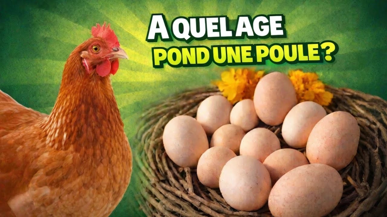 À quel âge les poules commencent-elles à pondre ?