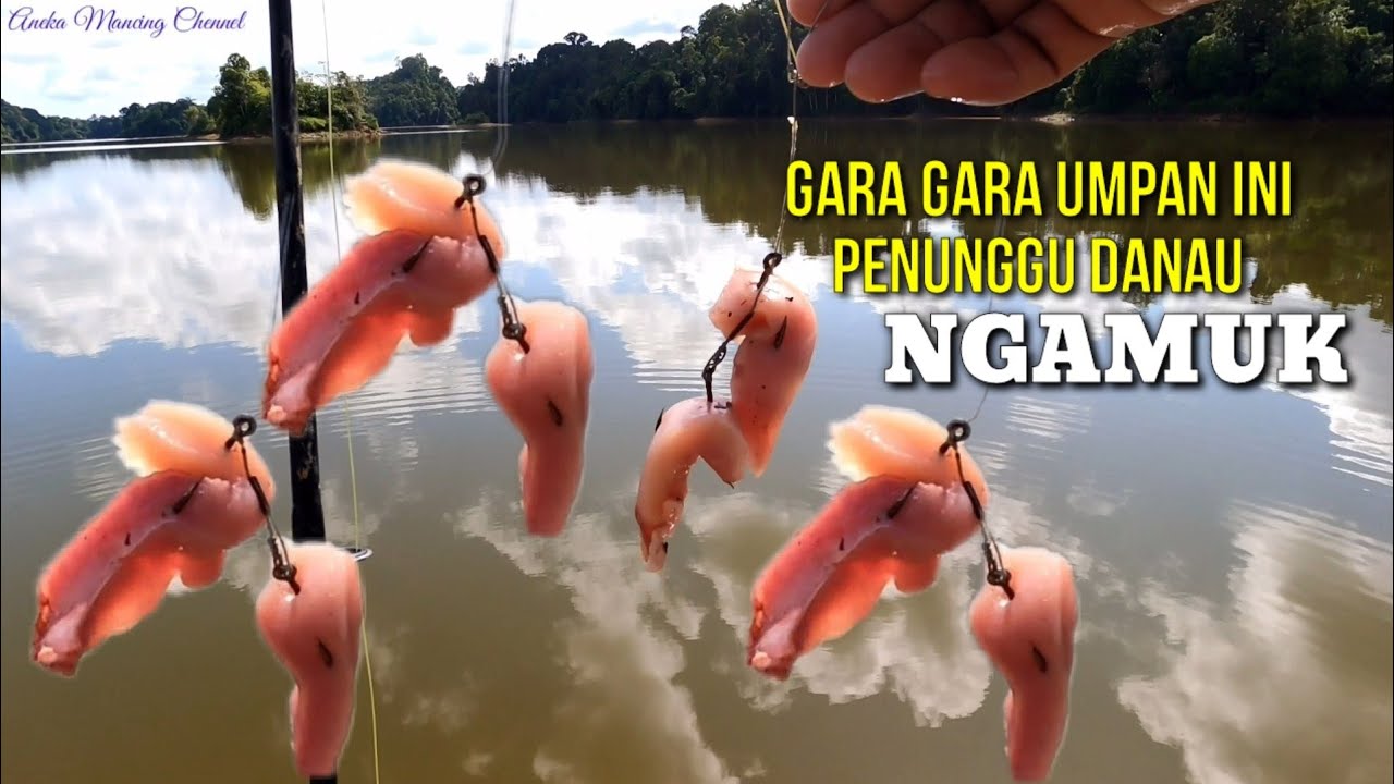 NGERI Pakai Umpan Ini||Sampai Montang Manting Di Seret Ikan Toman BESAR