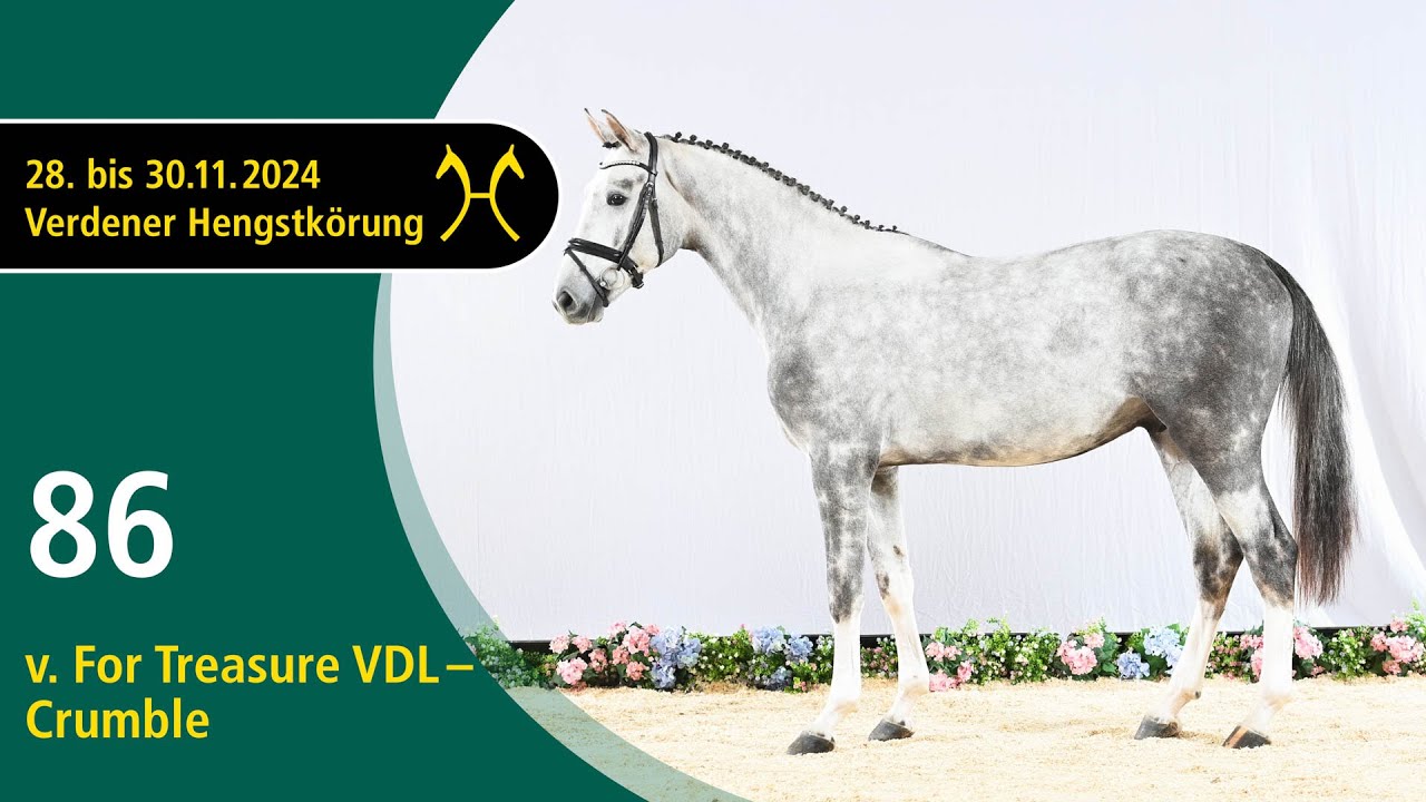 No. 86 Stallion by For Treasure VDL - Crumble | Verden Stallion Licensing 2024- Jumping - Nov. 29/30