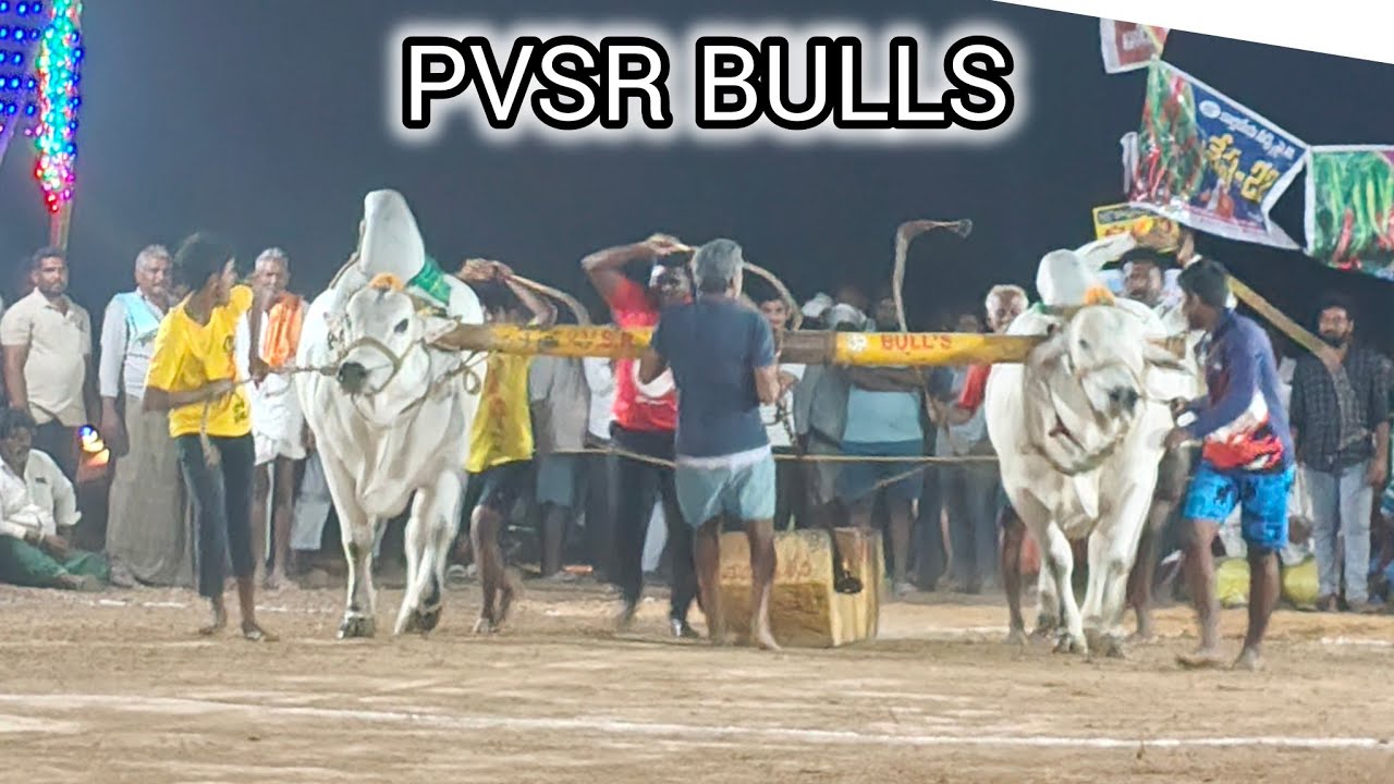 మాచవరం గ్రామానికి సబ్ జూనియర్స్ విభాగానికి 4వ జత PVSR BULLS