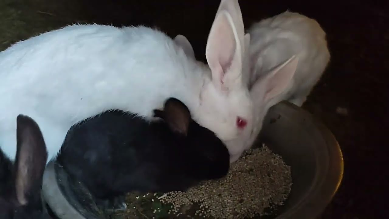 Rabbit ki video wahite rabbit 🐇 ki video wild #animals vlog cout baby #funny video khargosh #farming