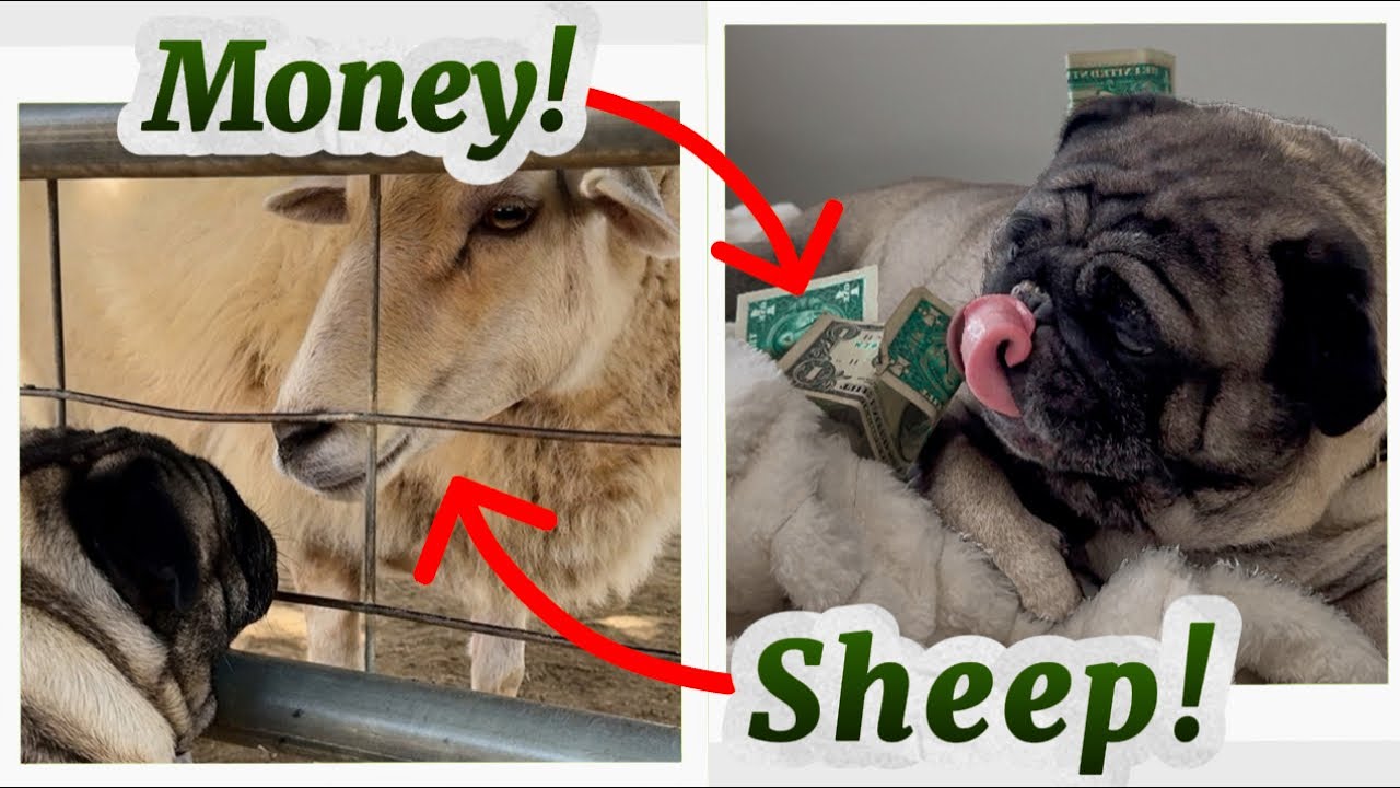Cute Pugs React to Things They&rsquo;ve NEVER Seen Before! (Too Funny!)