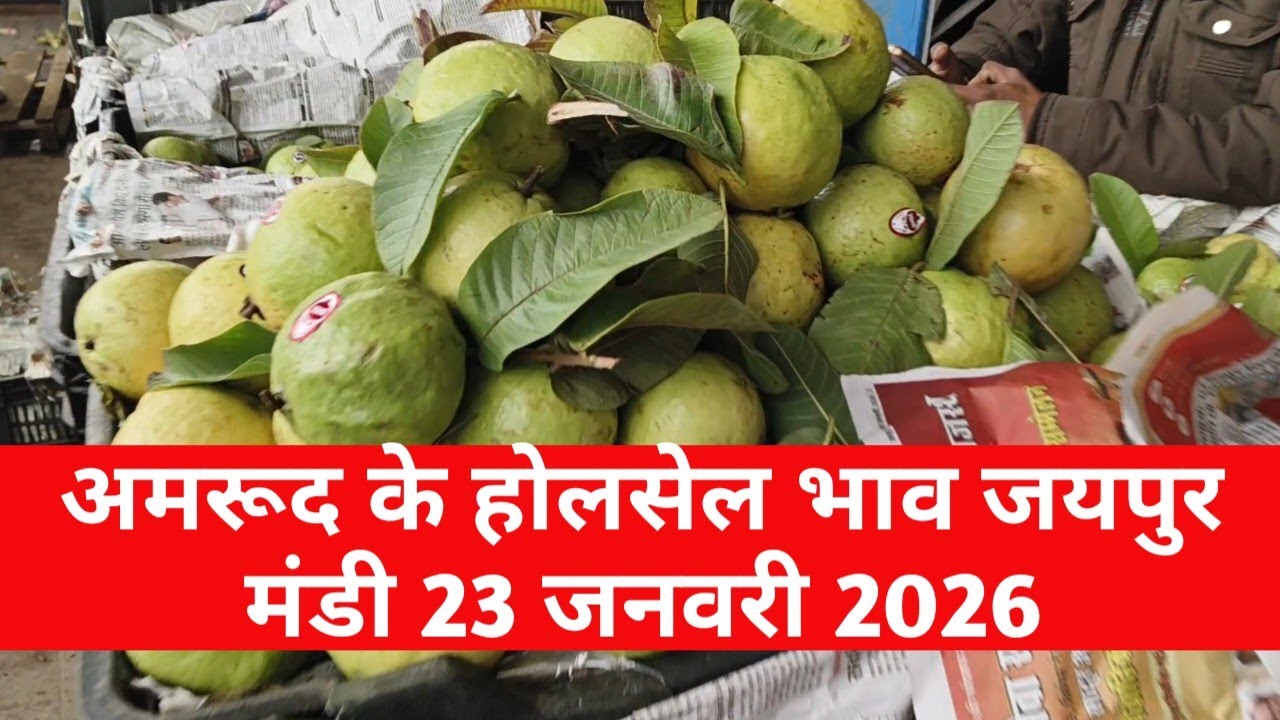 अमरूद के ताजा भाव 23 जनवरी 2026 | jaipur fruit market | jaipur mandi bhav