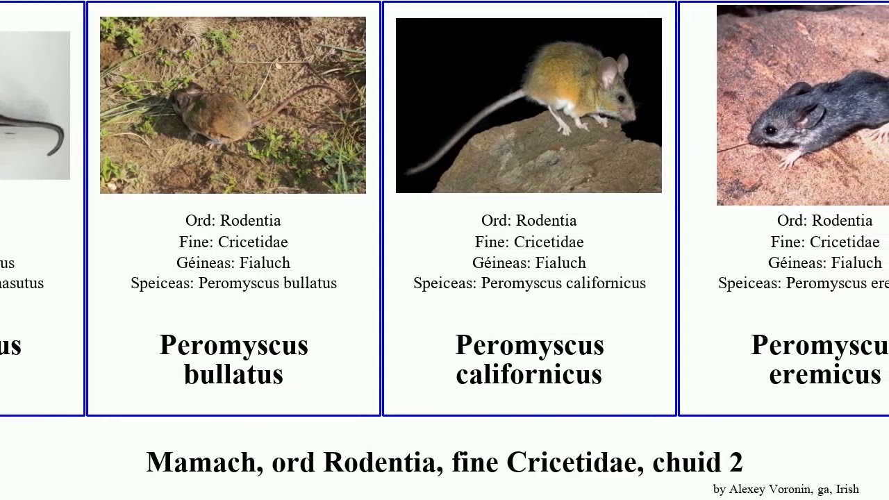 Mamach, ord Rodentia, fine Cricetidae, chuid 2 peromyscus neotoma sigmodon myodes reithrodontomys