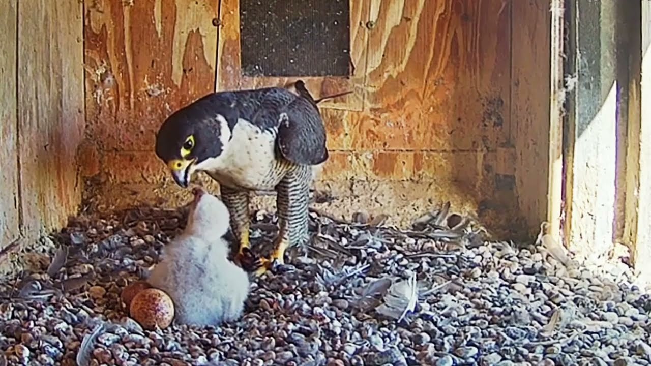 #falcon Nest P#33 mother birds feeding her chicks, parent birds brings food to feed their babies
