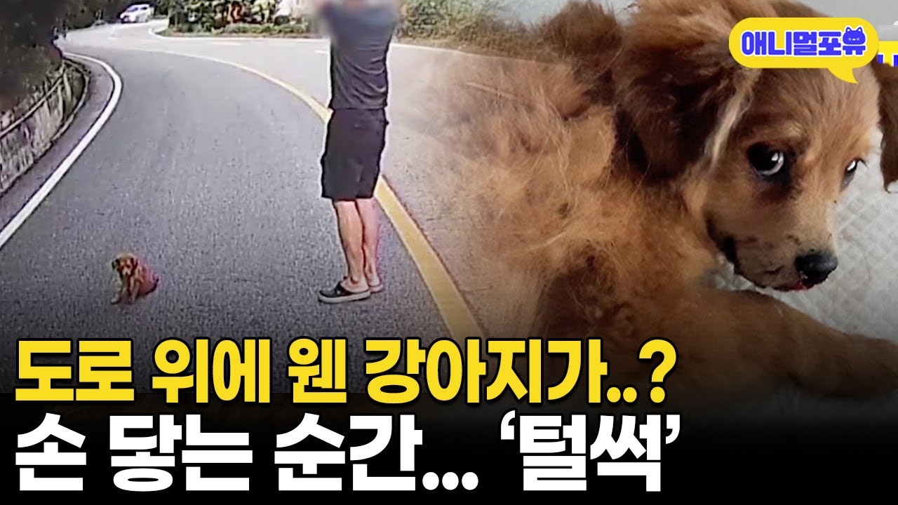 도로 위에 버려진 개 