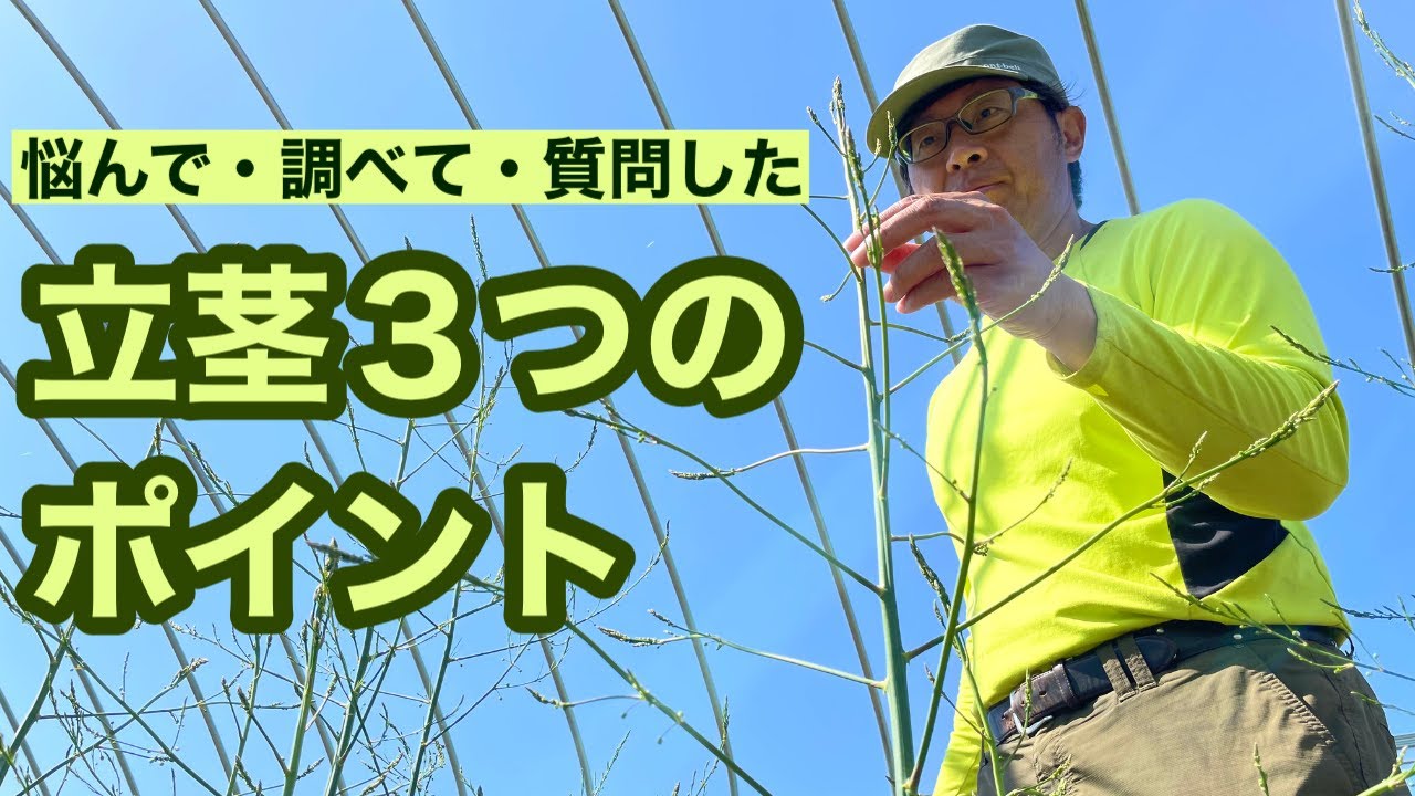 【北海道アスパラ栽培】初めての立茎で学んだ3つのポイント