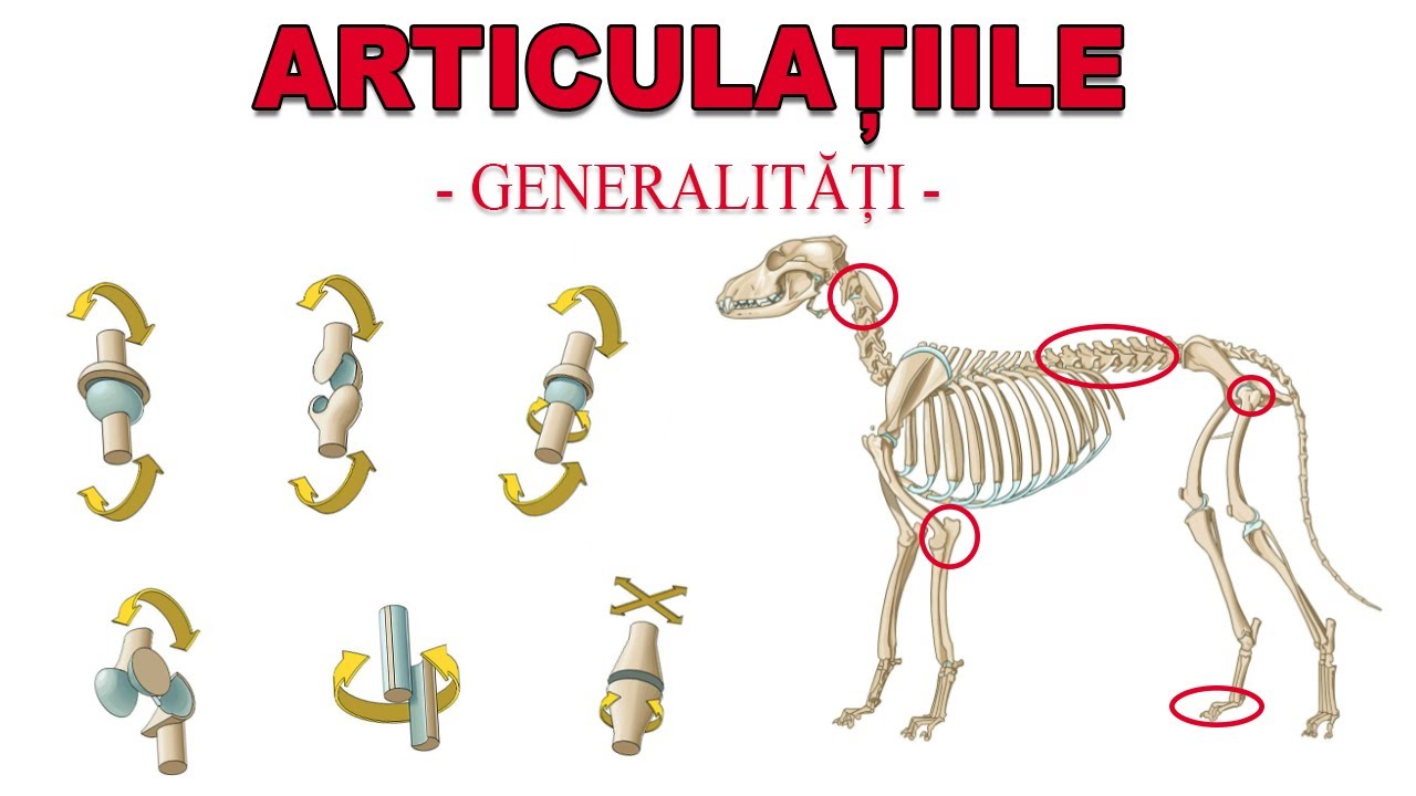 Articulatiile - Generalitati [Artrologie Veterinara]