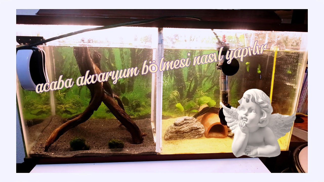 Akvaryum bölmesi nasıl yapılır #aquarium #aquascape #fish #fishtank #pets #fishing #aquariumfish 