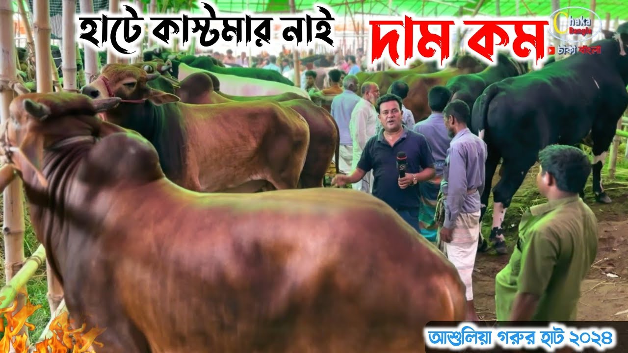 কাস্টমার নাই, কম দামে গরু বলছে বেপারী! আশুলিয়া গরুর হাট ২০২৪
