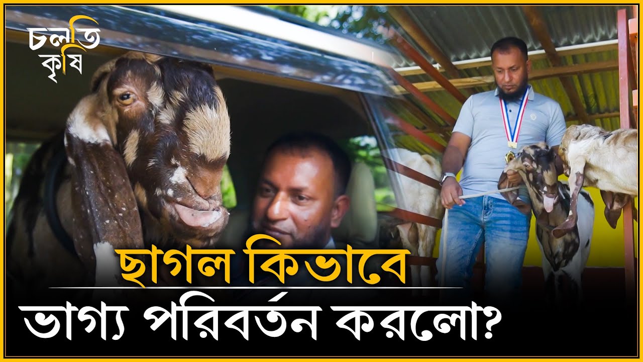 ছাগলে কোন যোগ্যতার কারনে গাড়িতে চড়ে?