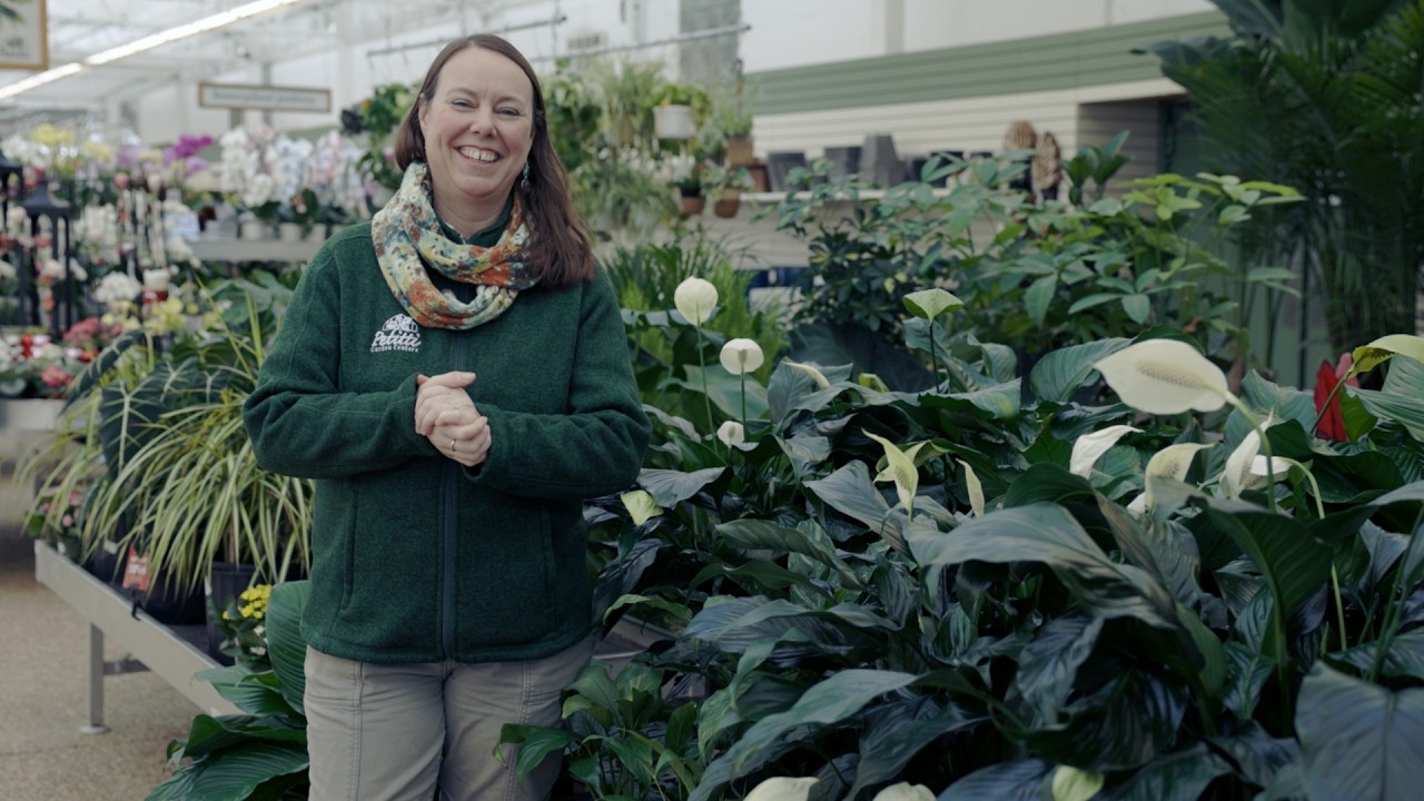 PETITTI Peace Lilly Spotlight | How to Grow & Care for Spathiphyllum Houseplants