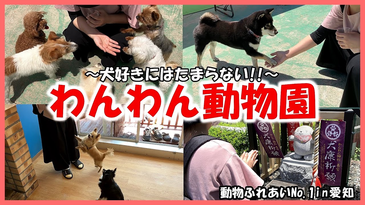 【わんわん動物園】動物ふれあいNo 1in愛知～犬好きにはたまらない～