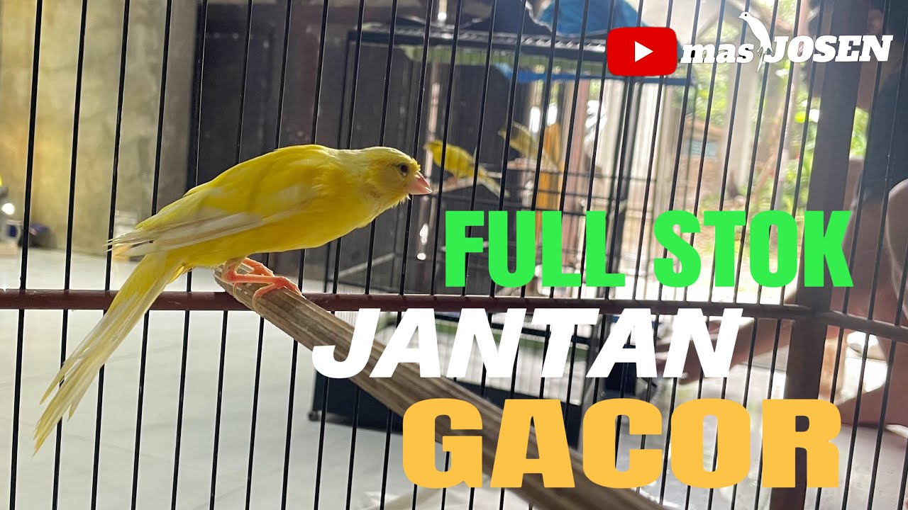 SPIL FULL GACORAN SESUAI BEJED ANDA 
