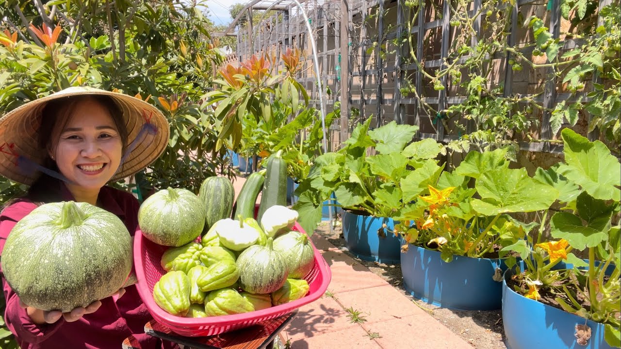 Thu Hoạch SuSu, Cải Ngọt, Bí Ngòi Tròn Dài Trái To Thấy Mê Luôn