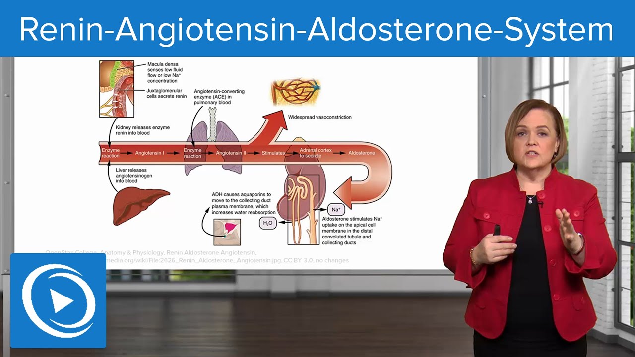 Renin-Angiotensin-Aldosterone-System (RAAS) – Pharmacology | Lecturio