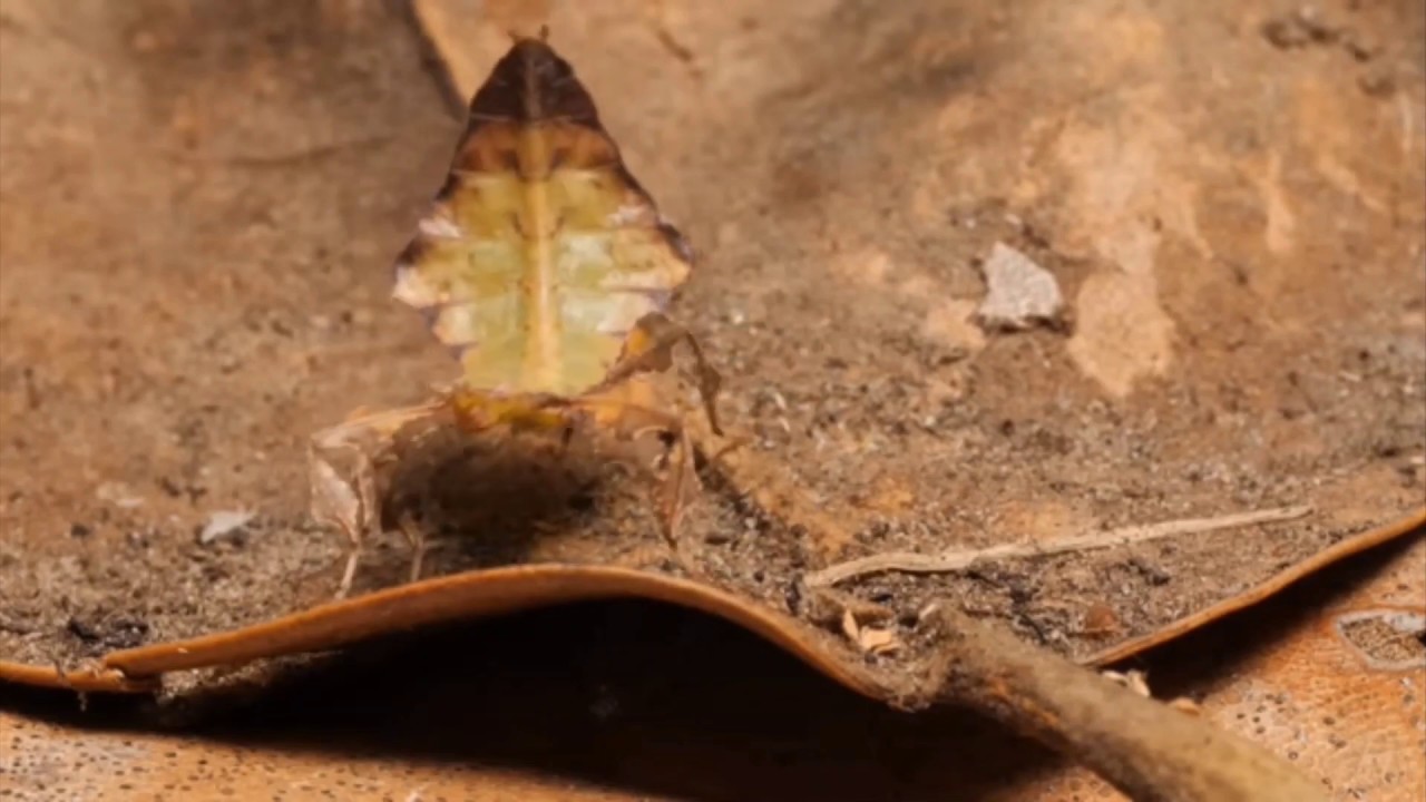 Dancing Leaf Bug