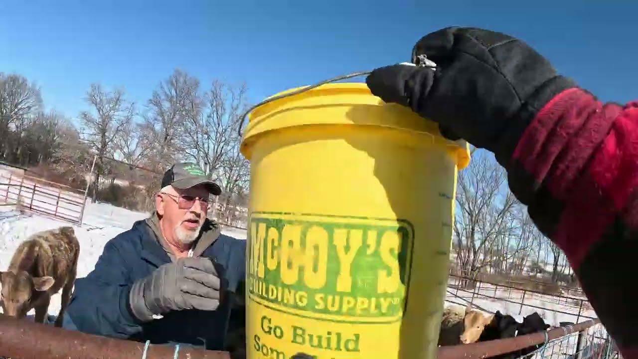 Feeding in the Cold, talkin about calves.