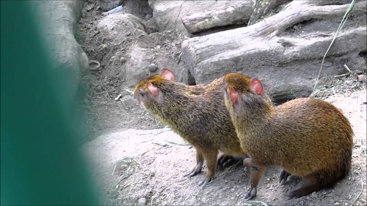 Агути и морковь. Central American agouti (Dasyprocta punctata) Nikolaev Zoo