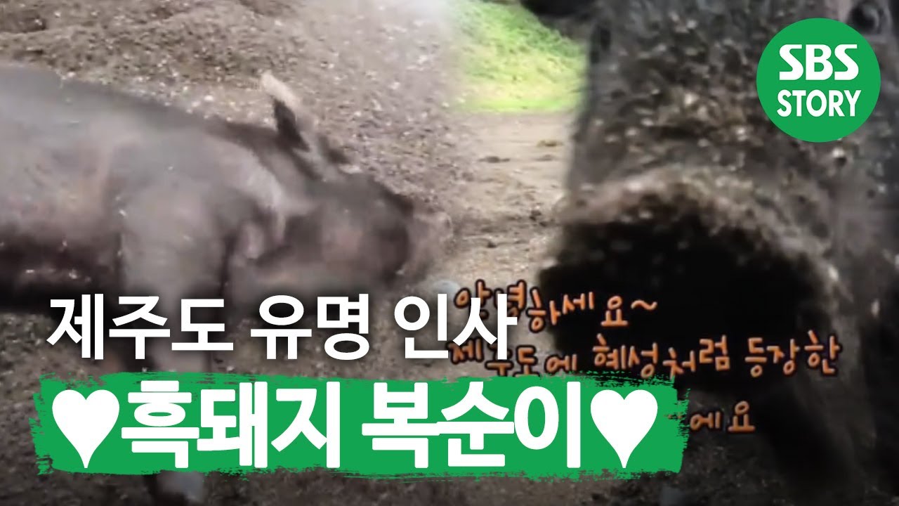 Привлекательность черной свиньи Боксуни, похожей на щенка ♥|(Instant Capture)ㅣSBS Story