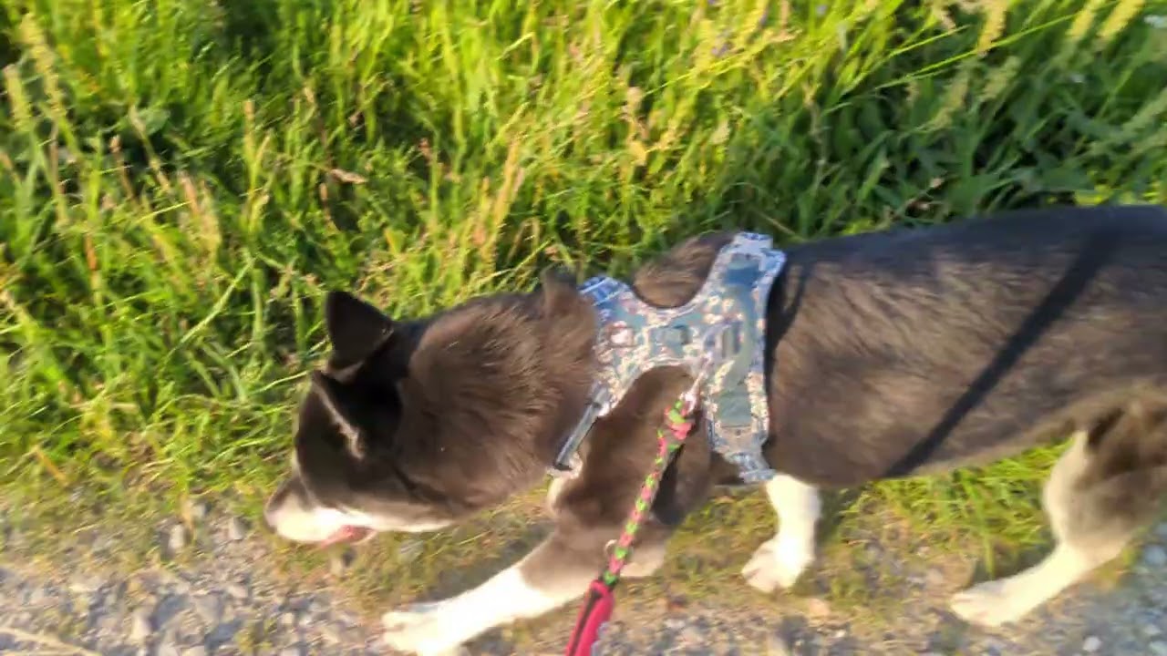 Gassi bei Störchen und Kühen 💙 | 🐺 Husky Goraidh 🐾