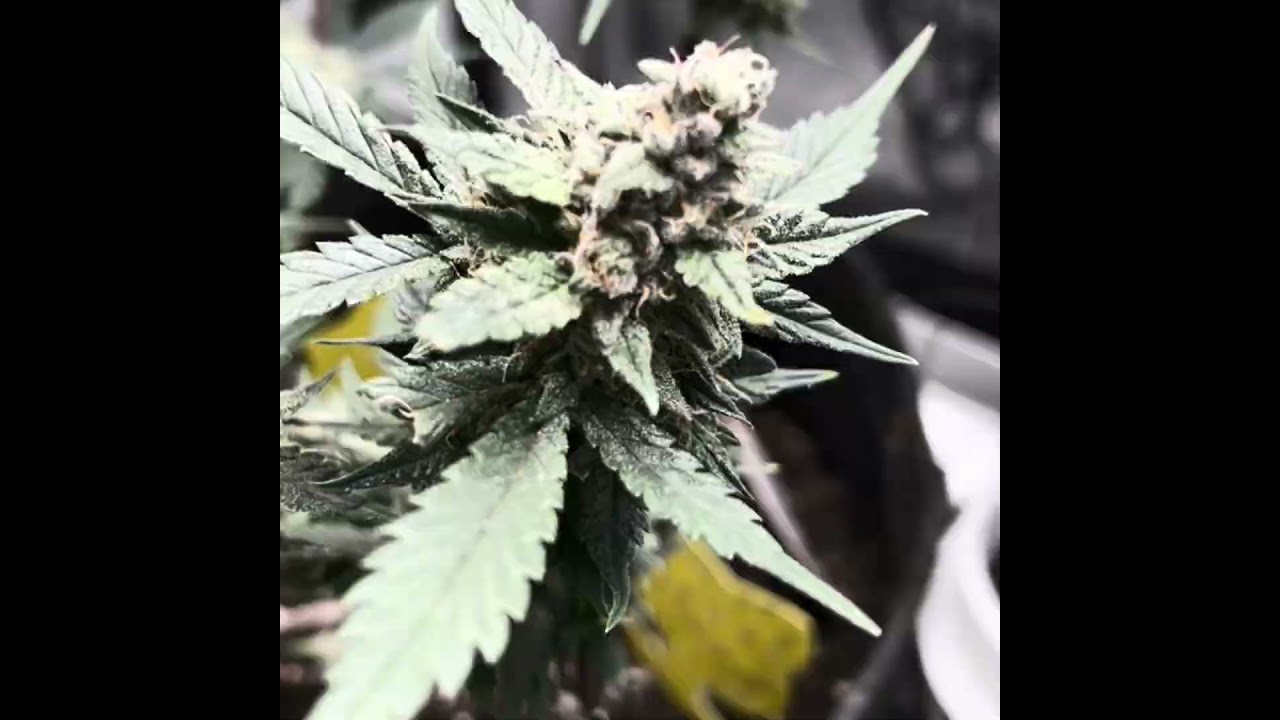 Day 40 flower Alaskan Bananaberry #cannabiseducation #indoorgarden #autoflower