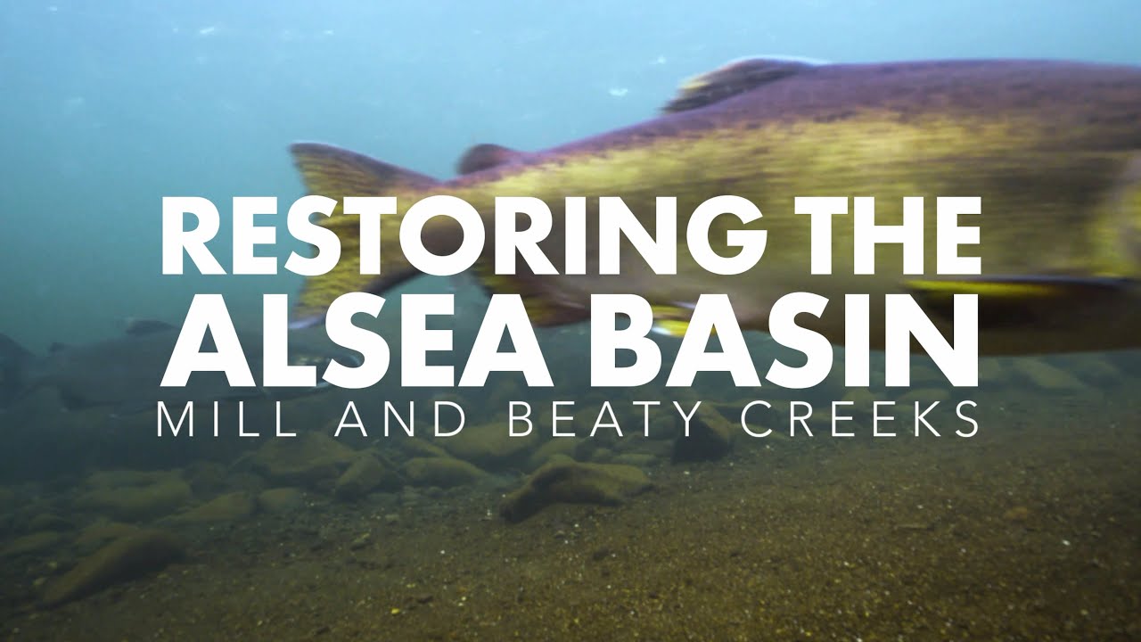 Restoring the Alsea Basin: Mill & Beaty Creeks