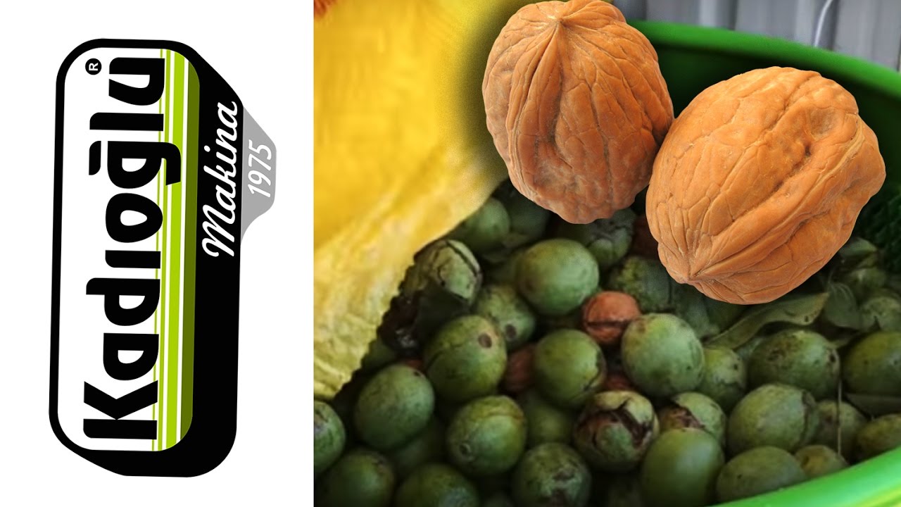 WALNUT HULLER, GREEN HUSK REMOVER MACHINE - KADIOĞLU 180E PRO 👍